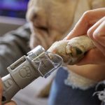 ⁦شنيور دريميل 7020 لتقليم وتشذيب اظافر الحيوانات DREMEL – F0137020JA⁩ - الصورة ⁦4⁩