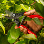 ⁦مقص عقله فيلكو  سويسرى موديل 5 - FELCO⁩ - الصورة ⁦2⁩