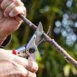 ⁦مقص عقله فيلكو  سويسرى موديل 11 - FELCO⁩ - الصورة ⁦4⁩